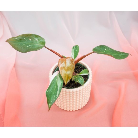 Pink Princess Philodendron 4" US Seller | RARE Pot - Picture 4 of 4
